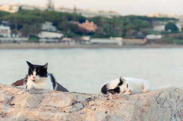 Two black and white cats doze on the rocks during the summer heat against the backdrop of the sea and coast with a beach and houses.