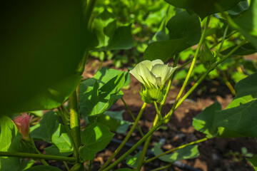 Flowering cotton gardens that have not yet been cotton