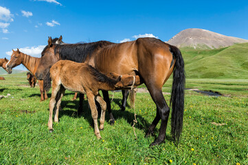 Obraz premium Foal suckling a mare, Song Kol Lake, Naryn province, Kyrgyzstan, Central Asia