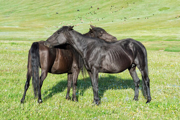Horses, Song Kol Lake, Naryn province, Kyrgyzstan, Central Asia