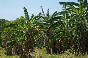 Obraz premium Banana cultivation on the central part of the island of Koh Lanta, in southern Thailand.