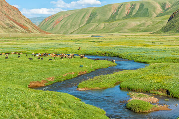 Sheep herd grazing along a mountain river, Naryn gorge, Naryn Region, Kyrgyzstan