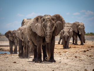 Elephants Etosha National Park - obrazy, fototapety, plakaty