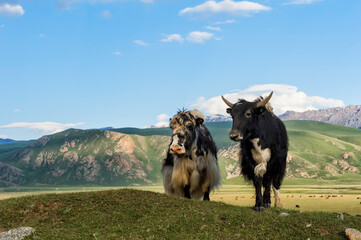 Two Yaks in front of the mountains, Naryn gorge, Naryn Region, Kyrgyzstan