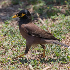 Common Myna (Acridotheres tristis) with nesting material on the island of Koh Kradan in southern Thailand.