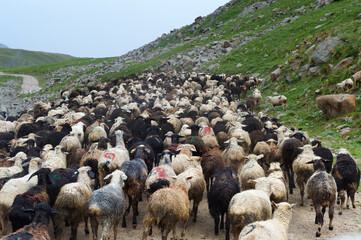 Sheep herd moving along Tosor Pass, Naryn region, Kyrgyzstan, Central Asia