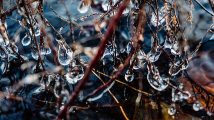 Drops of water froze like clear crystal on the branches of a tree