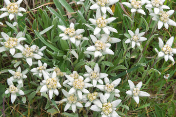 Edelweiss (Leontopodium nivale), Sary Jaz valley, Issyk Kul region, Kyrgyzstan