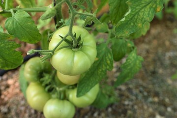 green tomatoes on the vine