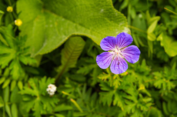 Geranium collinum, Sary Jaz valley, Issyk Kul region, Kyrgyzstan,