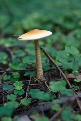 an inedible but beautiful mushroom has grown