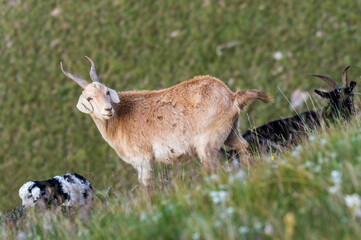 Goats on a slope, Sary Jaz Valley, Issyk Kul region, Kyrgyzstan