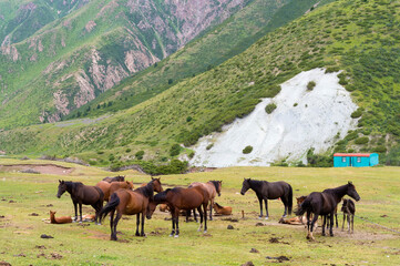 Horses in Sary Jaz Valley, Issyk Kul region, Kyrgyzstan