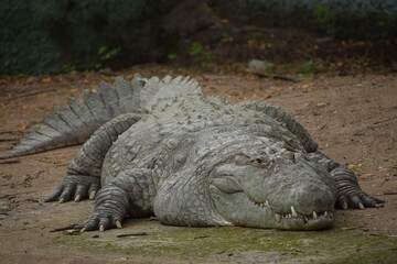 Crocodile creepy and wild image 