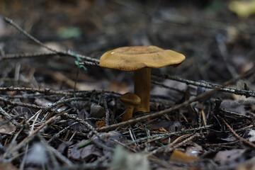 brown mushroom in the forest pine needles