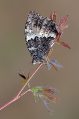 a big butterfly Limenitis populi on a twig in a forest glade on a summer morning