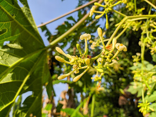 Papaya flower or pawpaw flower are booming. Papaya flower is white. It's tropical fruit plant. Somtam is popular food in Thailand, Asia. It's made from papaya fruit.