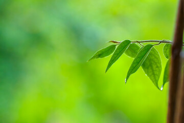 Fototapeta na wymiar drops of transparent rain water on a green leaf macro