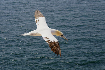 Gannet in Flight