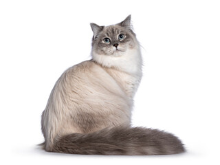 Pretty Neva Masquerade cat sitting side ways. Looking straight to camera with light blue eyes. Isolated on a black background. Bushy tail folded around body.