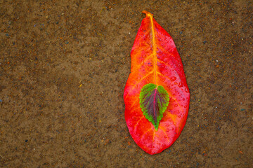 Colorful background of autumn leaves