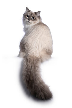 Pretty Neva Masquerade cat sitting backwards. Looking over shoulder straight to camera with light blue eyes. Isolated on a black background. Bushy tail hanging from edge.
