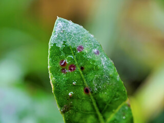 close up green leaves. green leaves background texture.