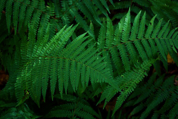 green fern leaves