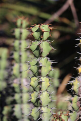 The top of a spiky thorny cactus