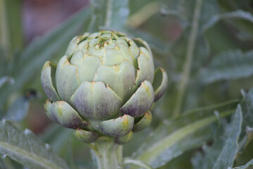 Obraz premium Globe artichoke head pictured still with the plant