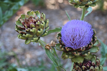Artichoke plant and head with flower in purple bloom