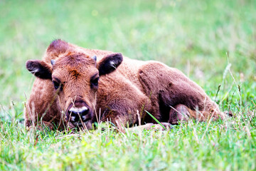 Wild european bisons or wisent (Bison bonasus) in the forest reserve, Pszczyna Jankowice, Poland