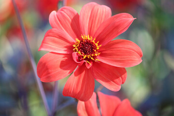 Pink zinnia with blurred background. Sydney