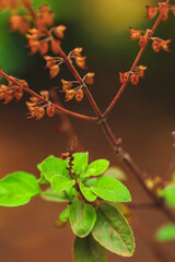 Fresh basil and blossom in the plantation