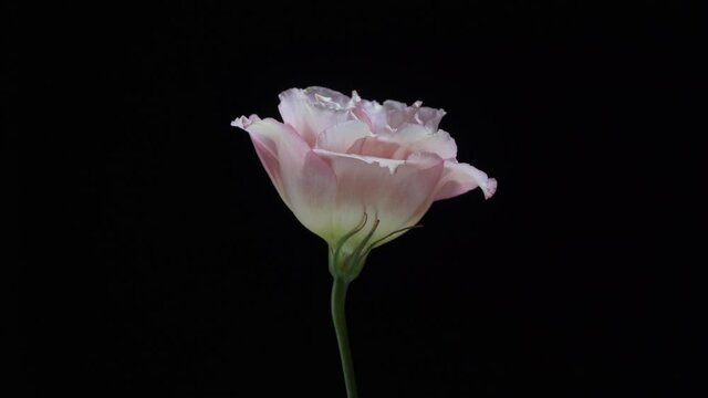 Beautiful pink eustoma flower rotating on a black background. Close up shot