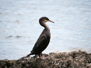 un cormoran noir sur un rocher dans la mer