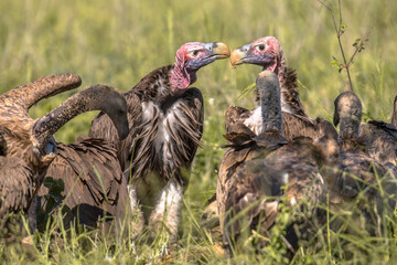 African vultures safari