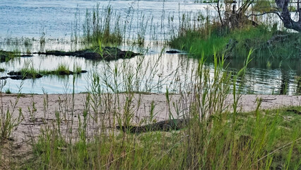 Riverbank, Africa. Calm blue water, green grass. A crocodile lurked on the sandy shore awaiting a victim. Botswana. Chobe River.