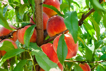 Bright, appetizing, juicy peaches. Photo for advertising, packaging. Lots of peaches on the tree....