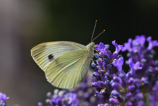 Kleiner Kohlwei&szlig;ling auf Lavendel  
