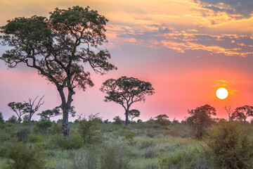 African sun  over Savanna plain