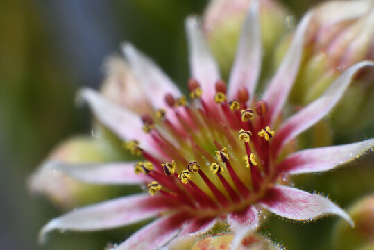 Bl&uuml;te des Hauswurz