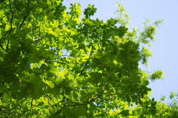 Green Oak Leaves in Summer Forest