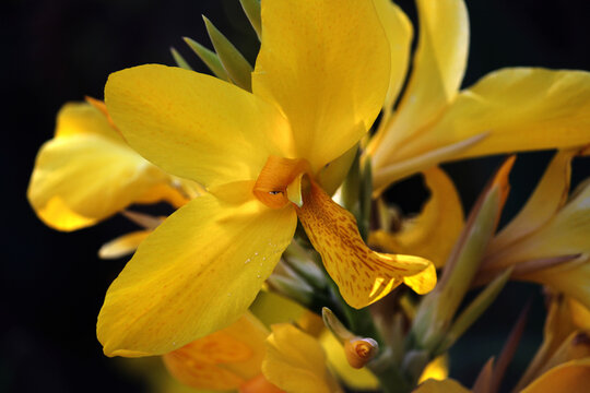 Yellow Canna lily flower. canna generalis