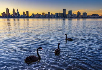  Three black swans swimming at Sunset, with city views in background © Sue