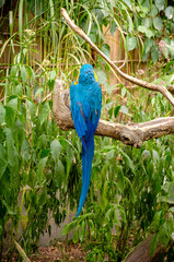 perroquet bleu de dos