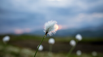 Cotton wool flower in remote mountain scenery during sunset and dramatic clouded scenery.