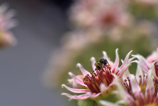 Hauswurzbl&uuml;te mit Wildbiene