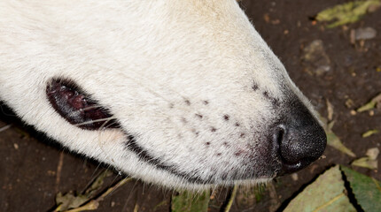 Fototapeta premium photo of the nose of a white Swiss shepherd