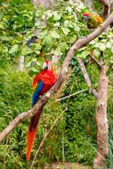 perroquet rouge et bleu